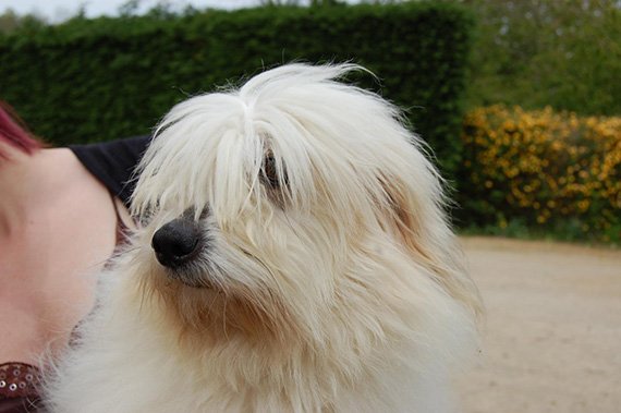 Chien Coton du Tuléar