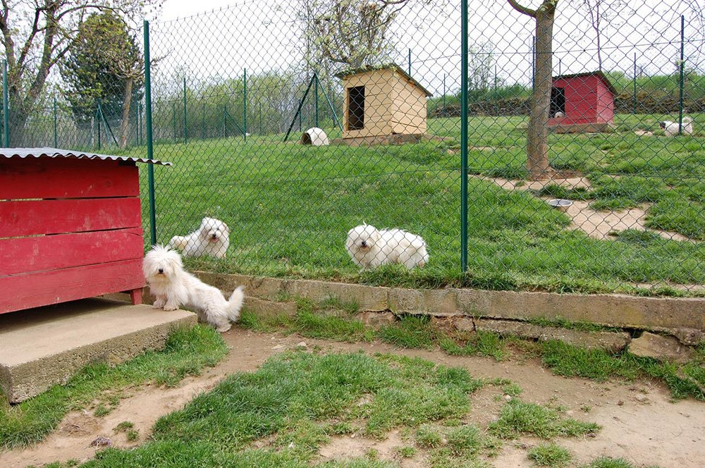 Extérieur pour les chiens coton de Tuléar à Vinzieux 07