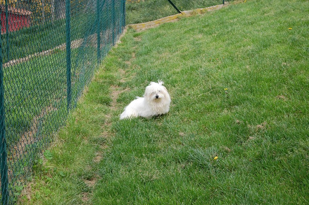 Chien adulte coton du tuléar Ardèche (07)