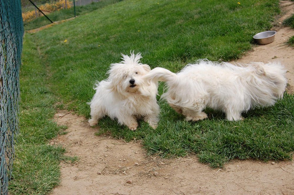 Chiens adultes coton du tuléar en Ardèche (07)