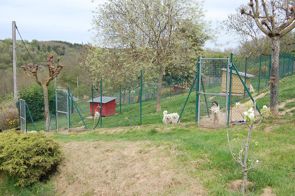 Enclos extérieur avec des chienscoton du tuléar à Vinzieux (07 Ardèche)