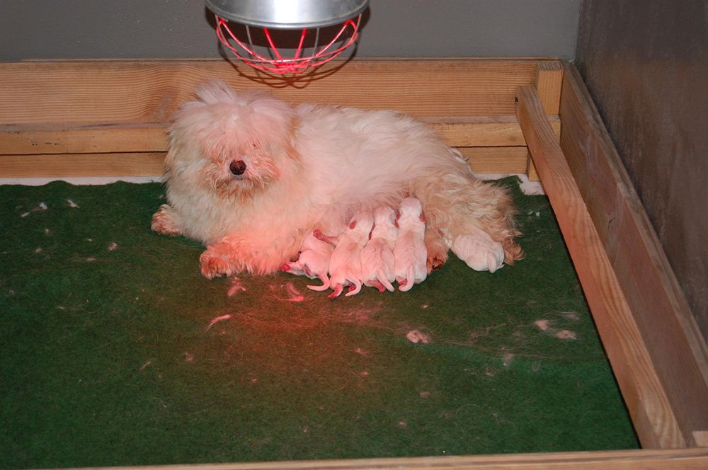 Portée de chien Coton de Tuléar à Vinzieux (07 Ardèche)