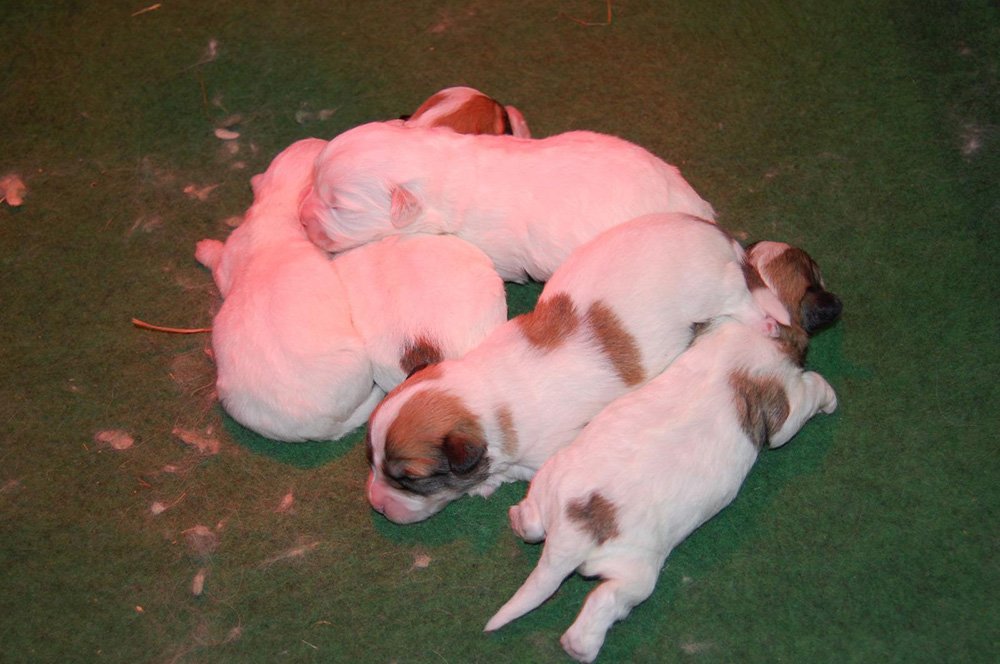 Elevage de chiots coton de Tuléar à Vinzieux