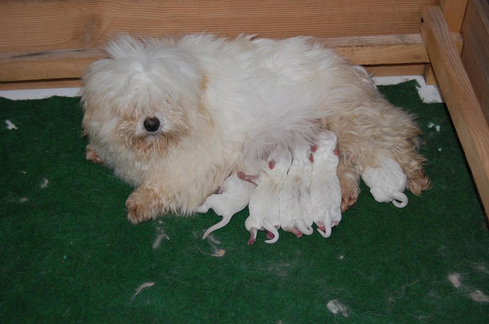 Portée de chien Coton de Tuléar