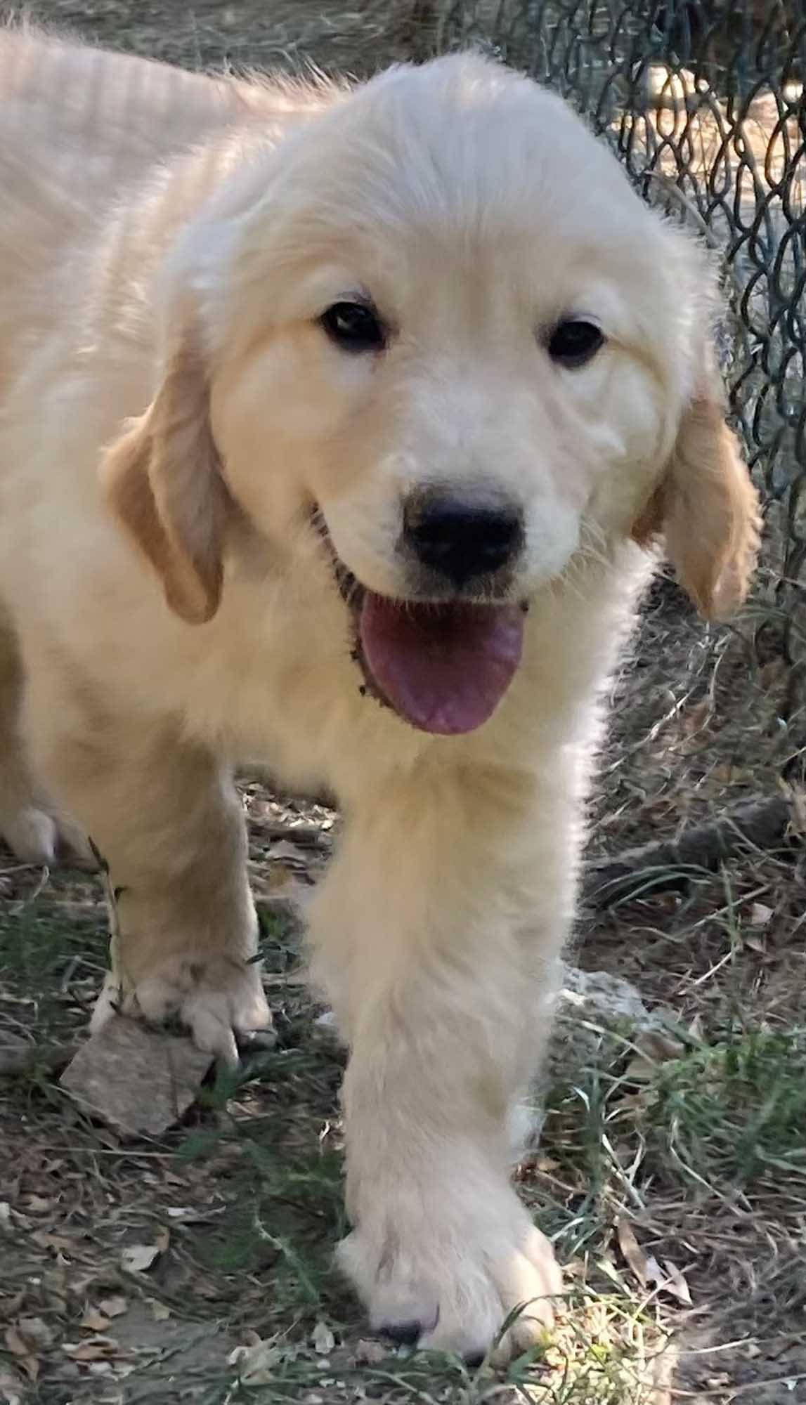 Golden retriever