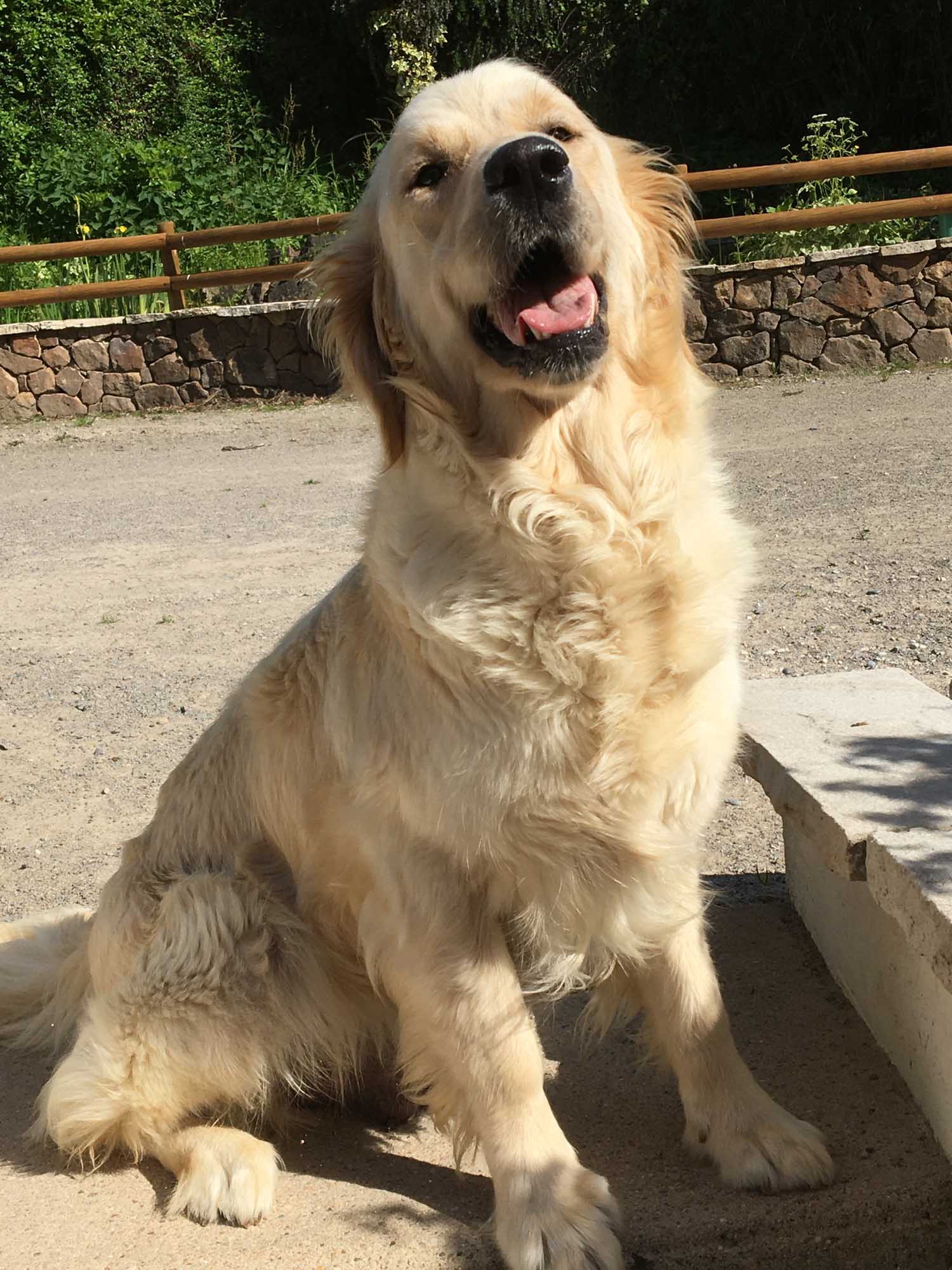 Golden retriever
